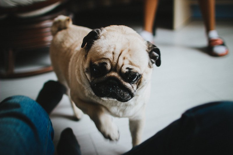 Pet-Clause-Florida-Rental-Property