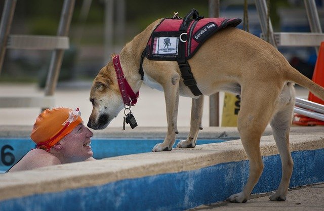 Swimmer-Service-Dog
