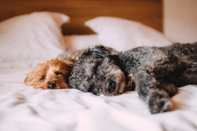 Allowing Pets Can Keep Rental Tenants Happy