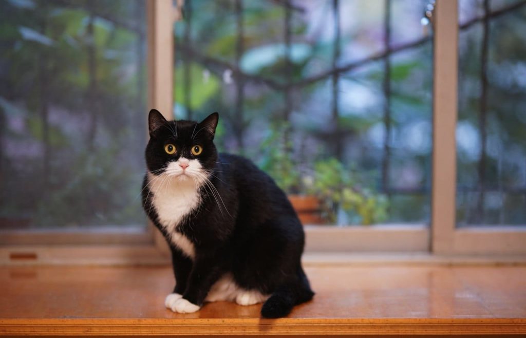 A Pet Deposit Is Good In Case Of Pet Damages