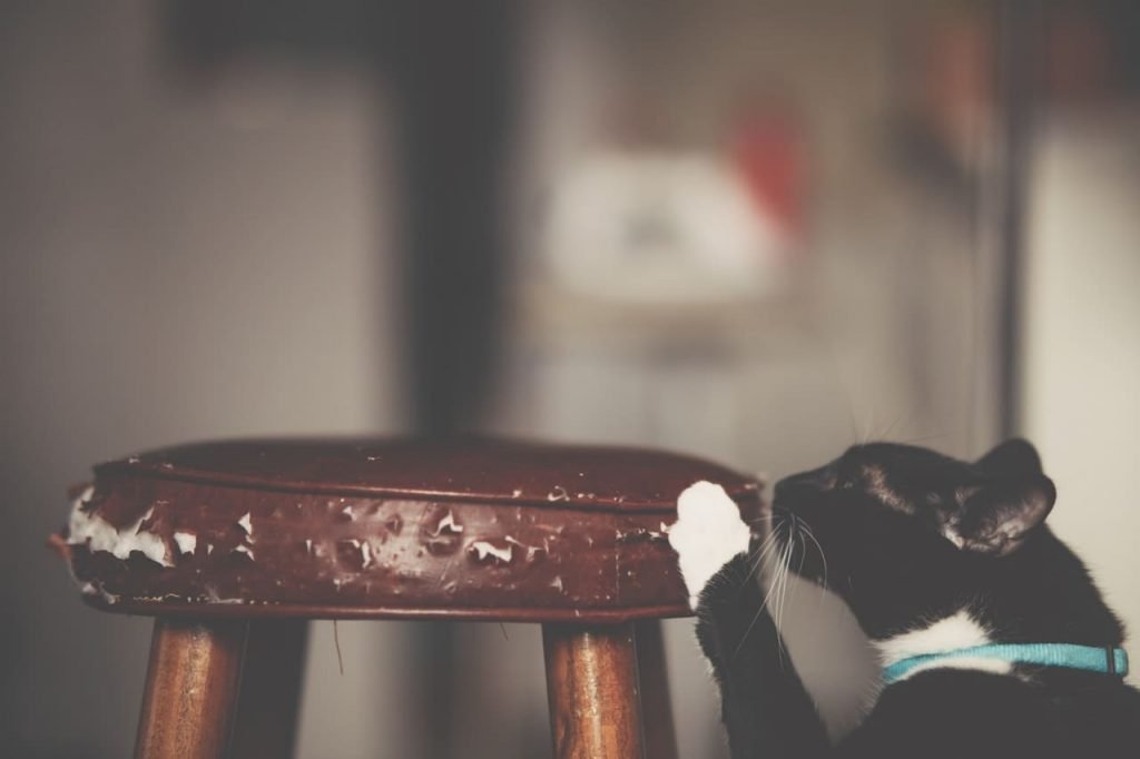 Collect A Pet Fee When You Rent To Pet Owners