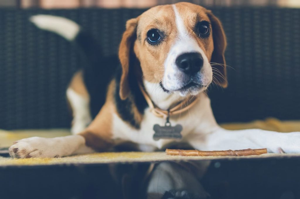 Pets Must Have Identification On Them